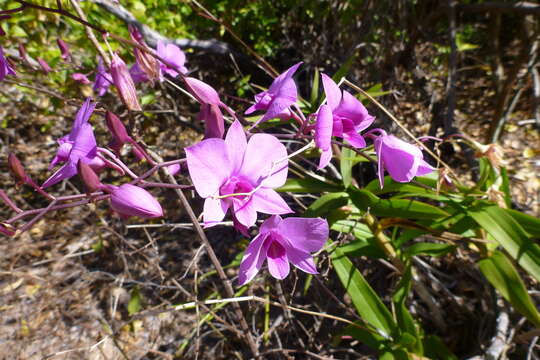 Image de Dendrobium bigibbum Lindl.