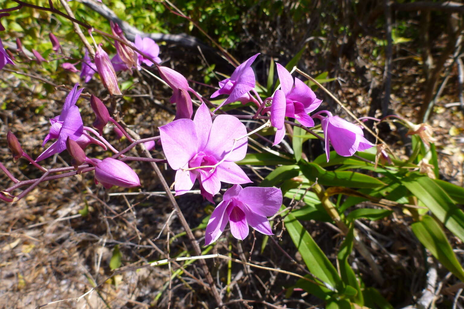 Dendrobium bigibbum Lindl. resmi