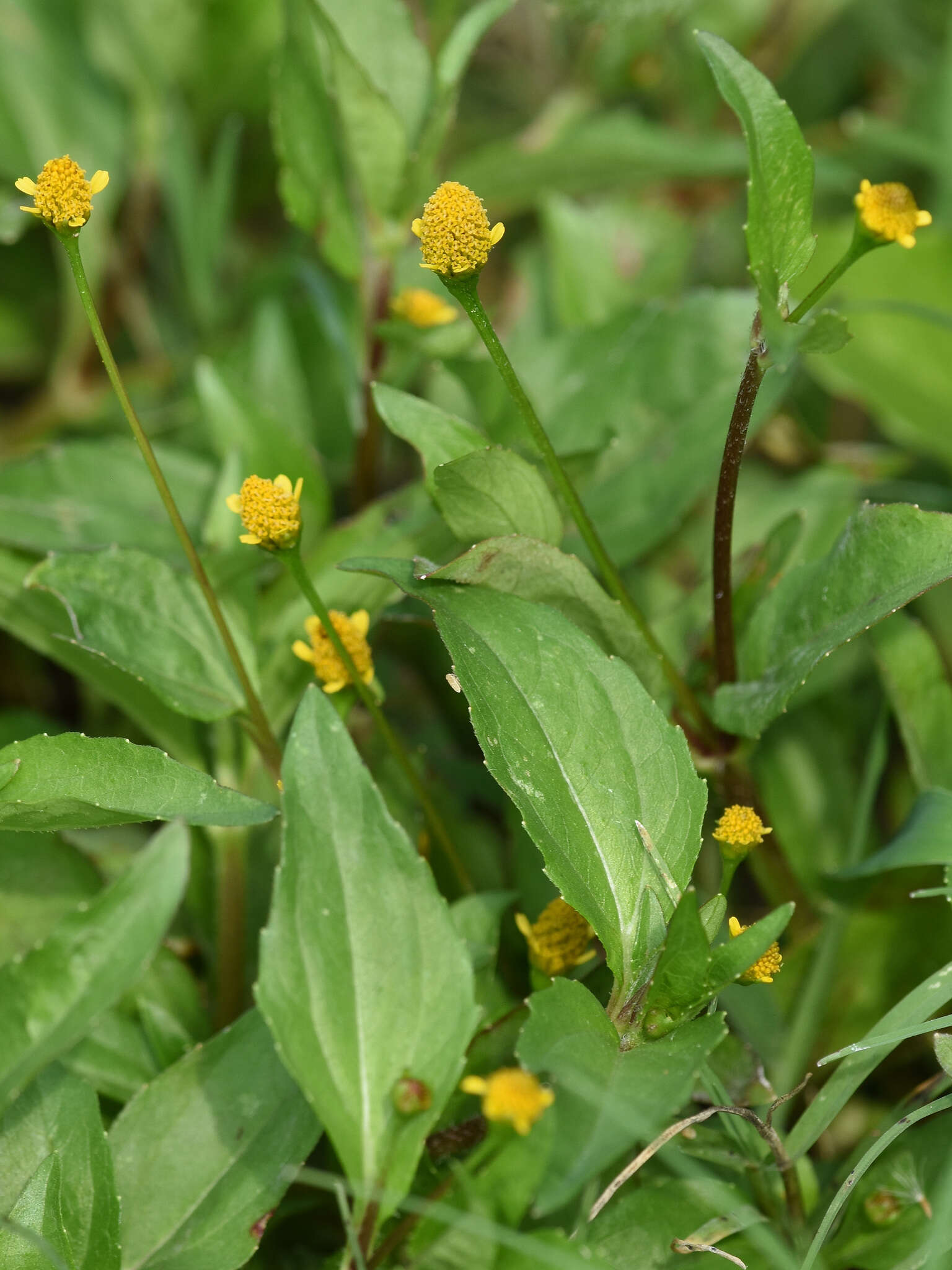 Image de Acmella uliginosa (Sw.) Cass.