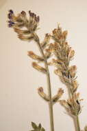 Image of <i>Oxytropis campestris</i> var. <i>davisii</i> S. L. Welsh