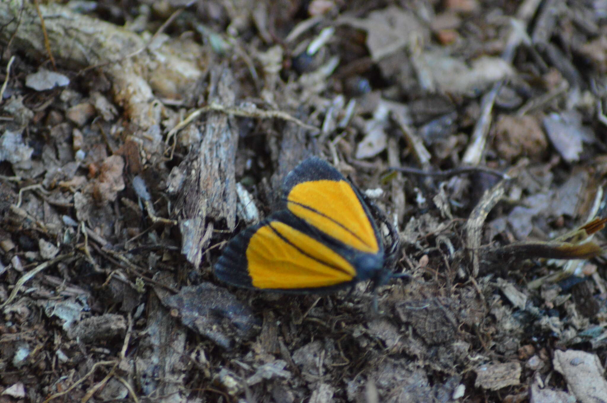 Image of Paratype univitta Hampson 1900