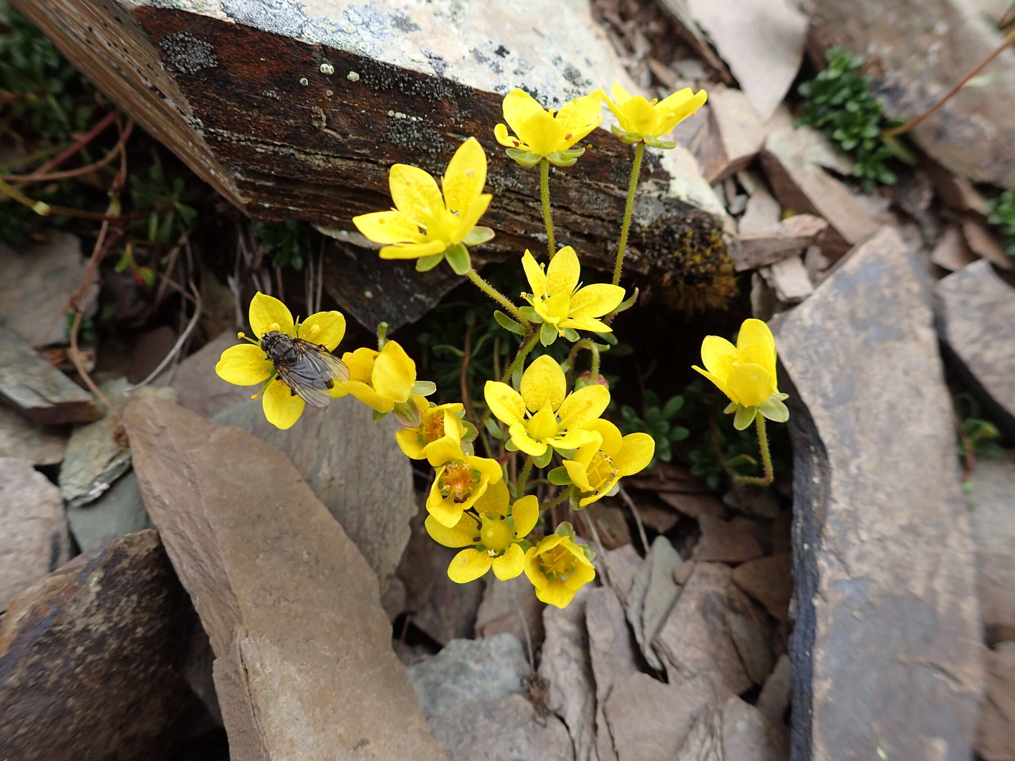 Sivun Saxifraga serpyllifolia Pursh kuva