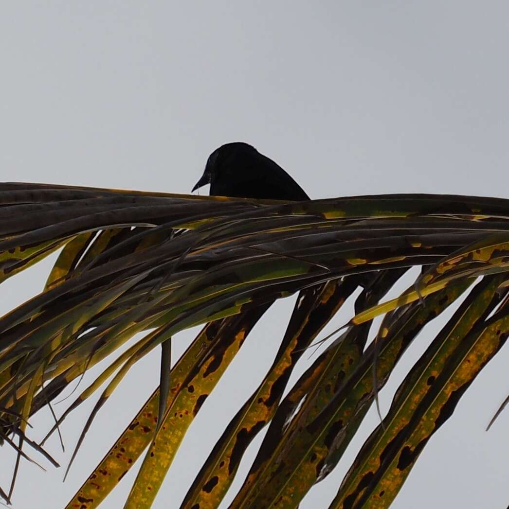 Image of New Caledonian Crow