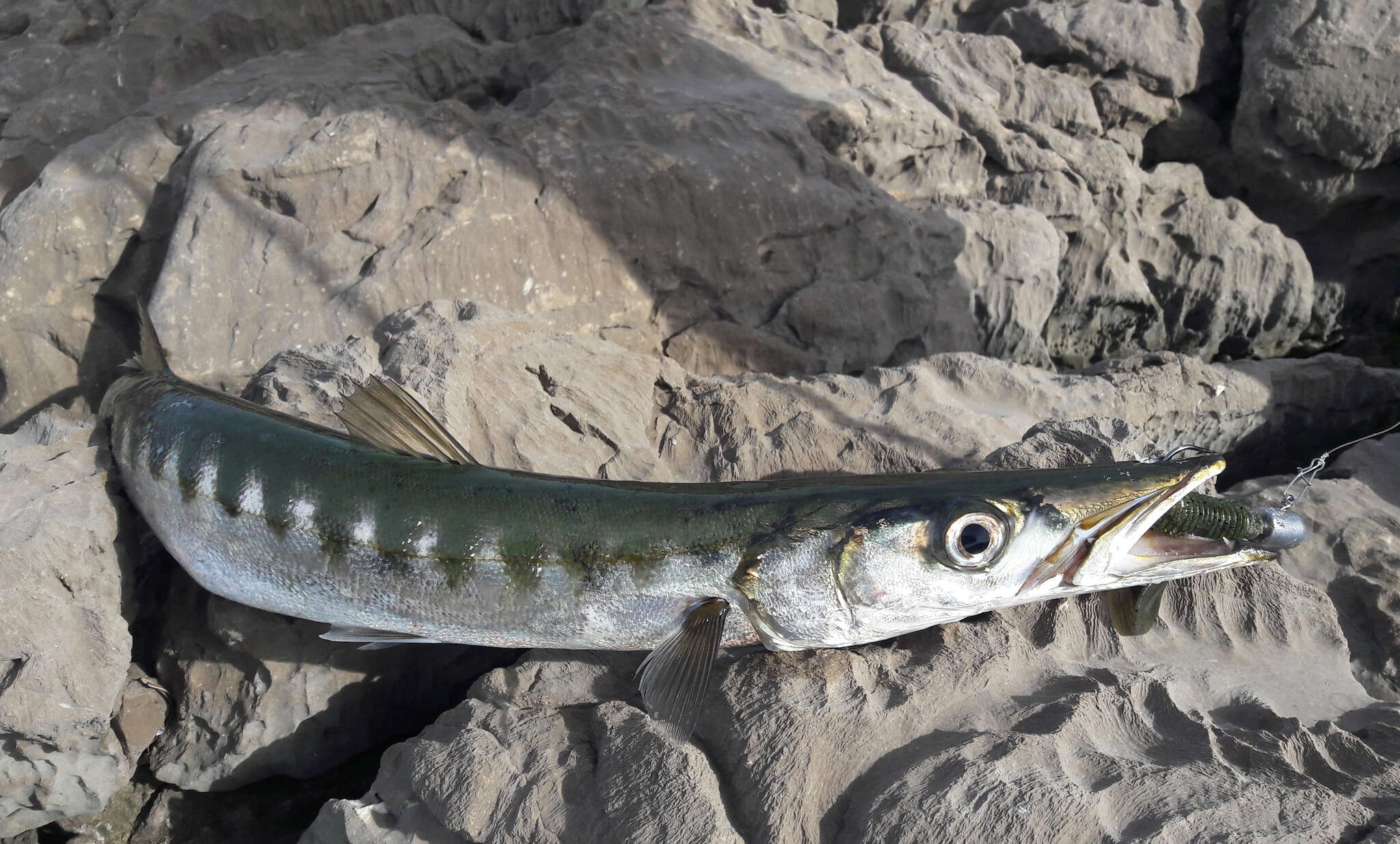 Image of Yellow Barracuda