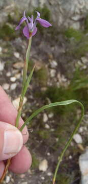 Image of Moraea tripetala subsp. tripetala