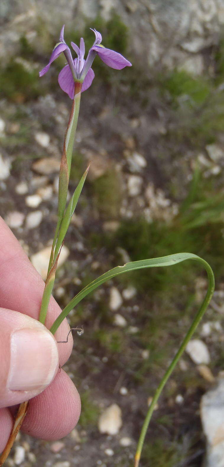 Image of Moraea tripetala subsp. tripetala