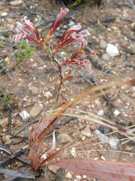 Image of Tritoniopsis elongata (L. Bolus) G. J. Lewis