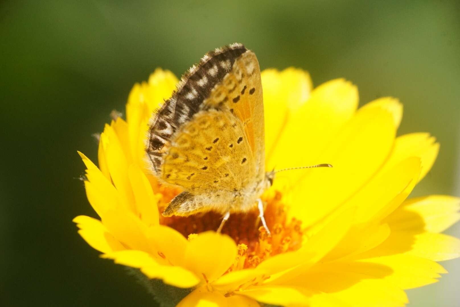 Слика од Pseudolucia chilensis (Blanchard 1852)