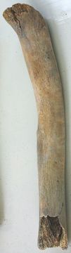 Image of Treponema