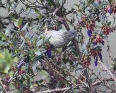 Imagem de Diglossa brunneiventris Lafresnaye 1846