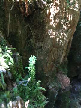 Image of western clubmoss