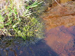 Image of Scorpidium cossonii Hedenäs 1989