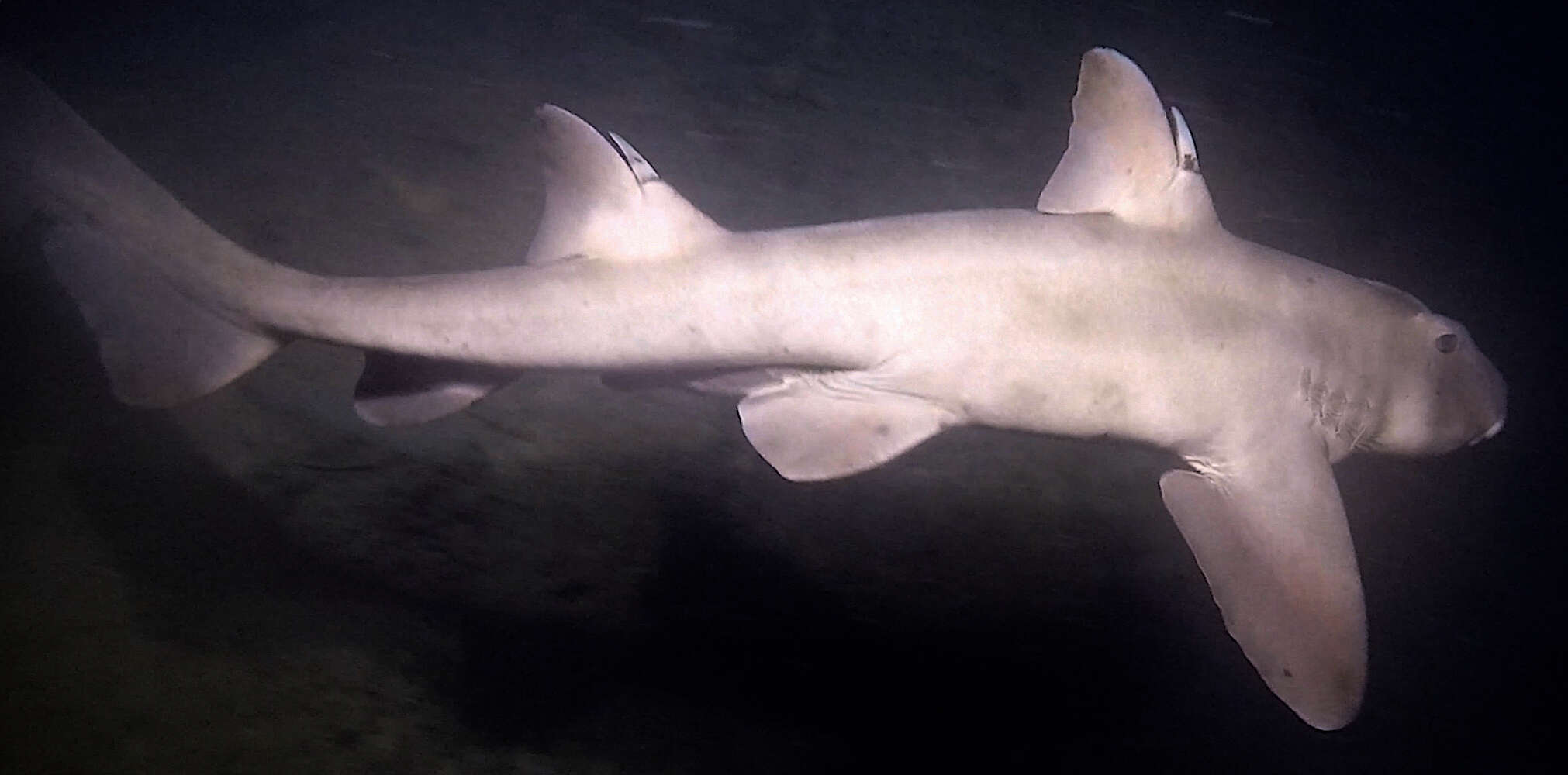 Image of Bullhead Shark