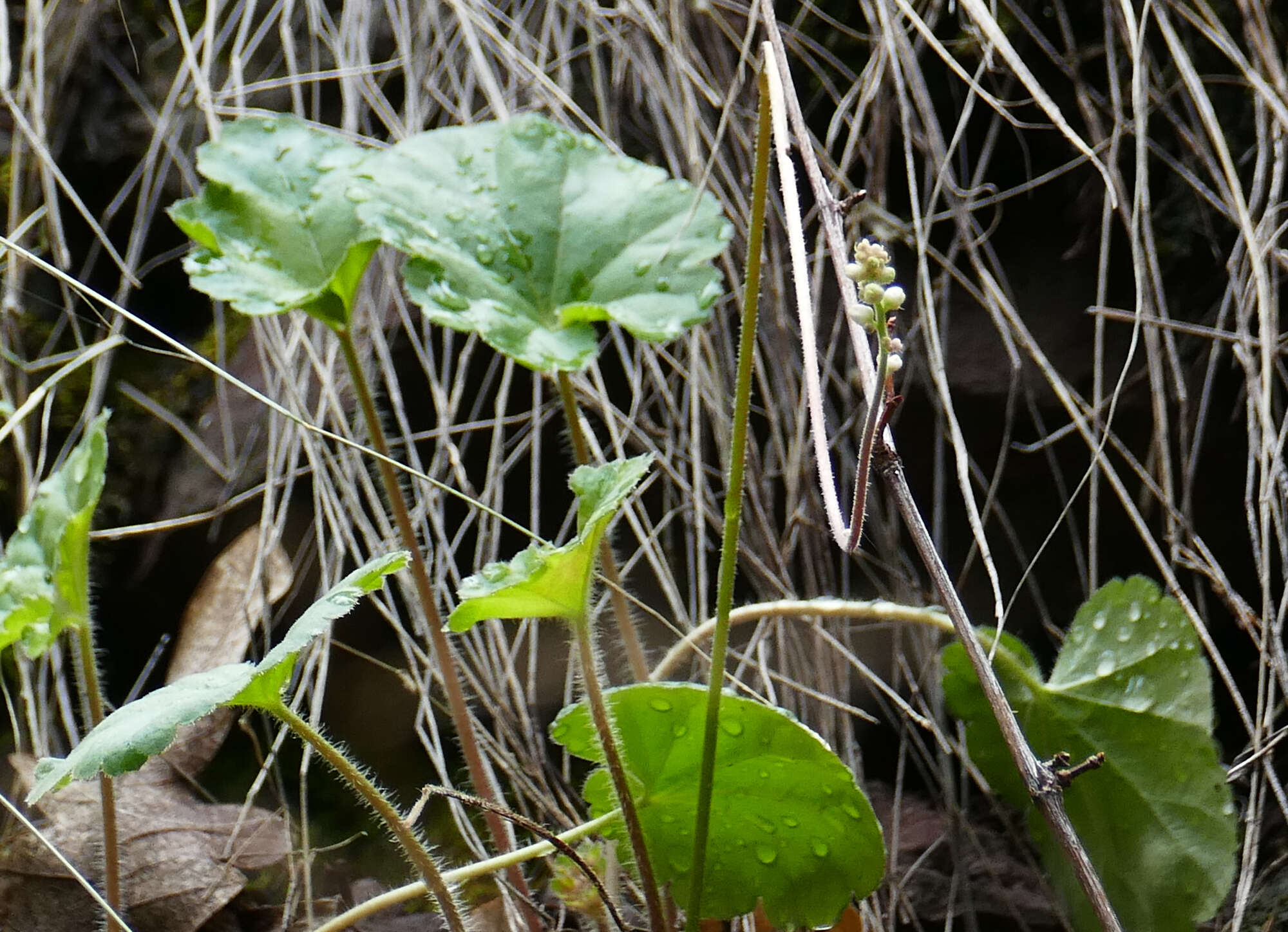 Image de Heuchera novomexicana Wheelock