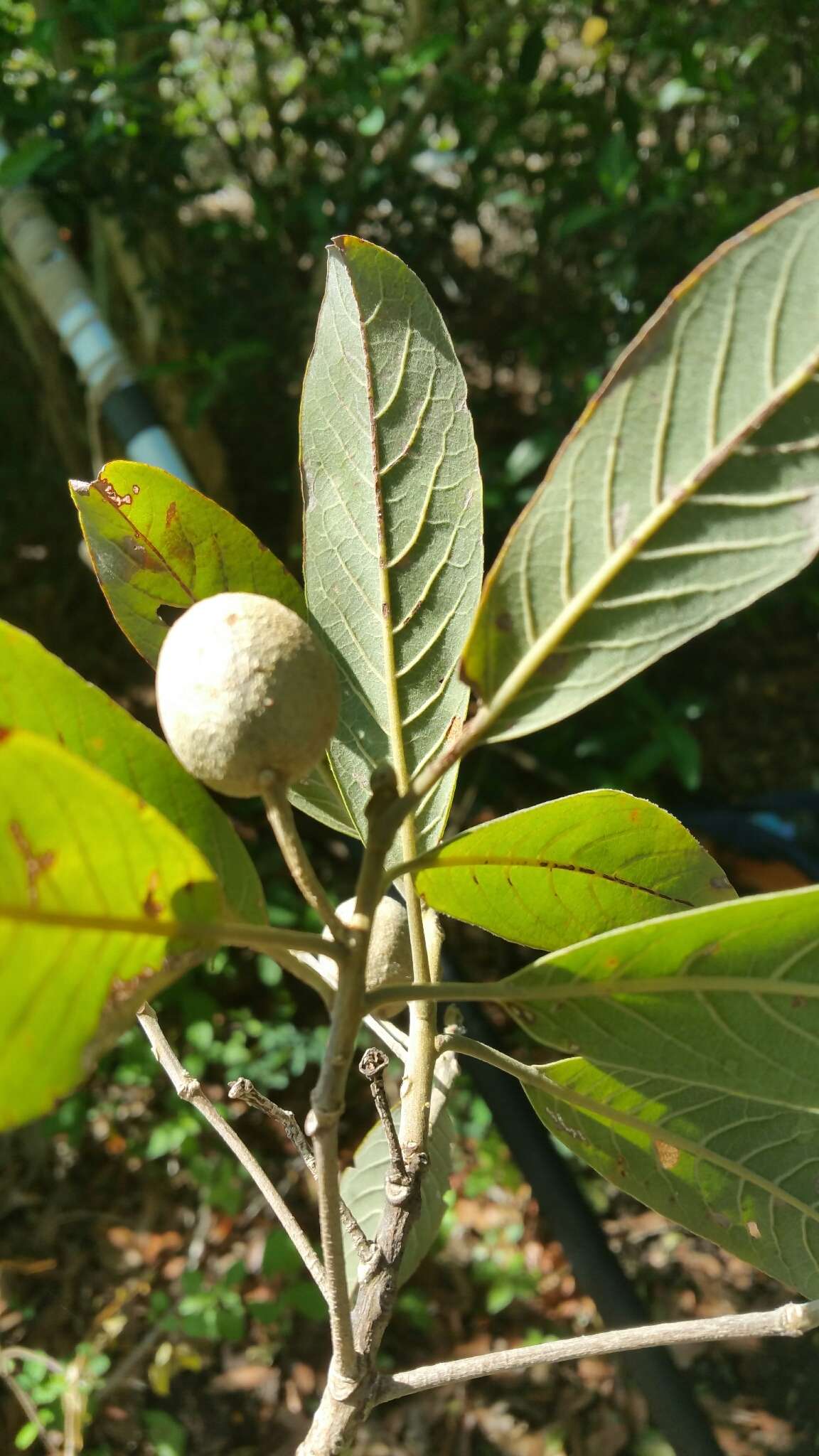 Image of Terminalia crenata Tul.