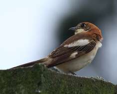 Image of Woodchat Shrike