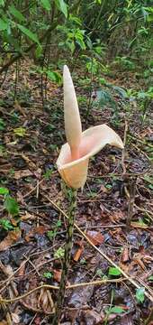 Image of Amorphophallus bulbifer (Roxb.) Blume