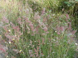 Image of Creeping Molasses Grass