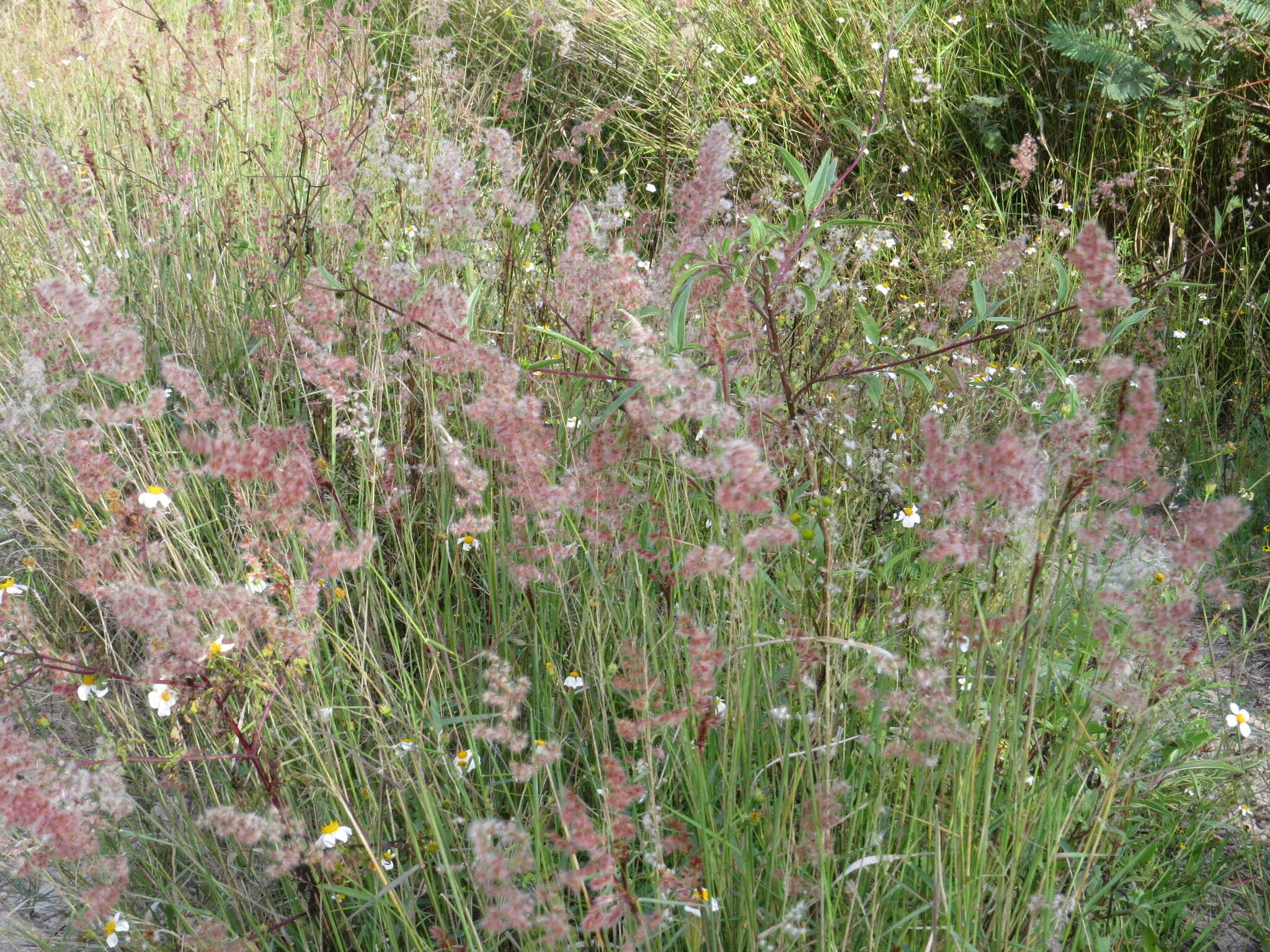 Image of Creeping Molasses Grass