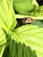 Image of Leafhopper