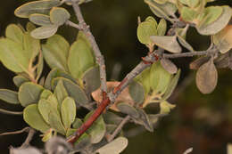 Image of Del Norte manzanita