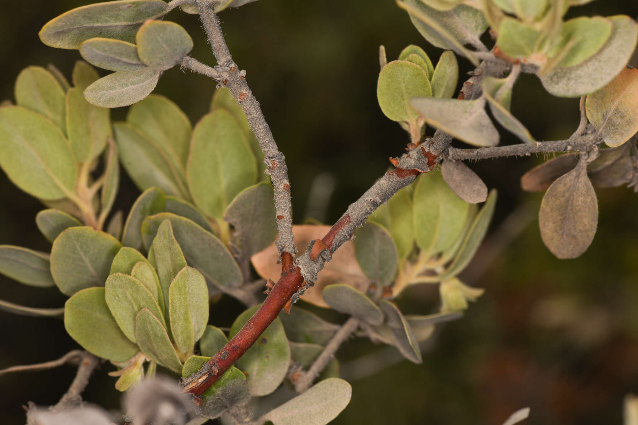 Image of Del Norte manzanita