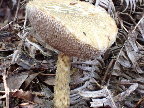 Image of Austroboletus subvirens (Hongo) Wolfe 1980