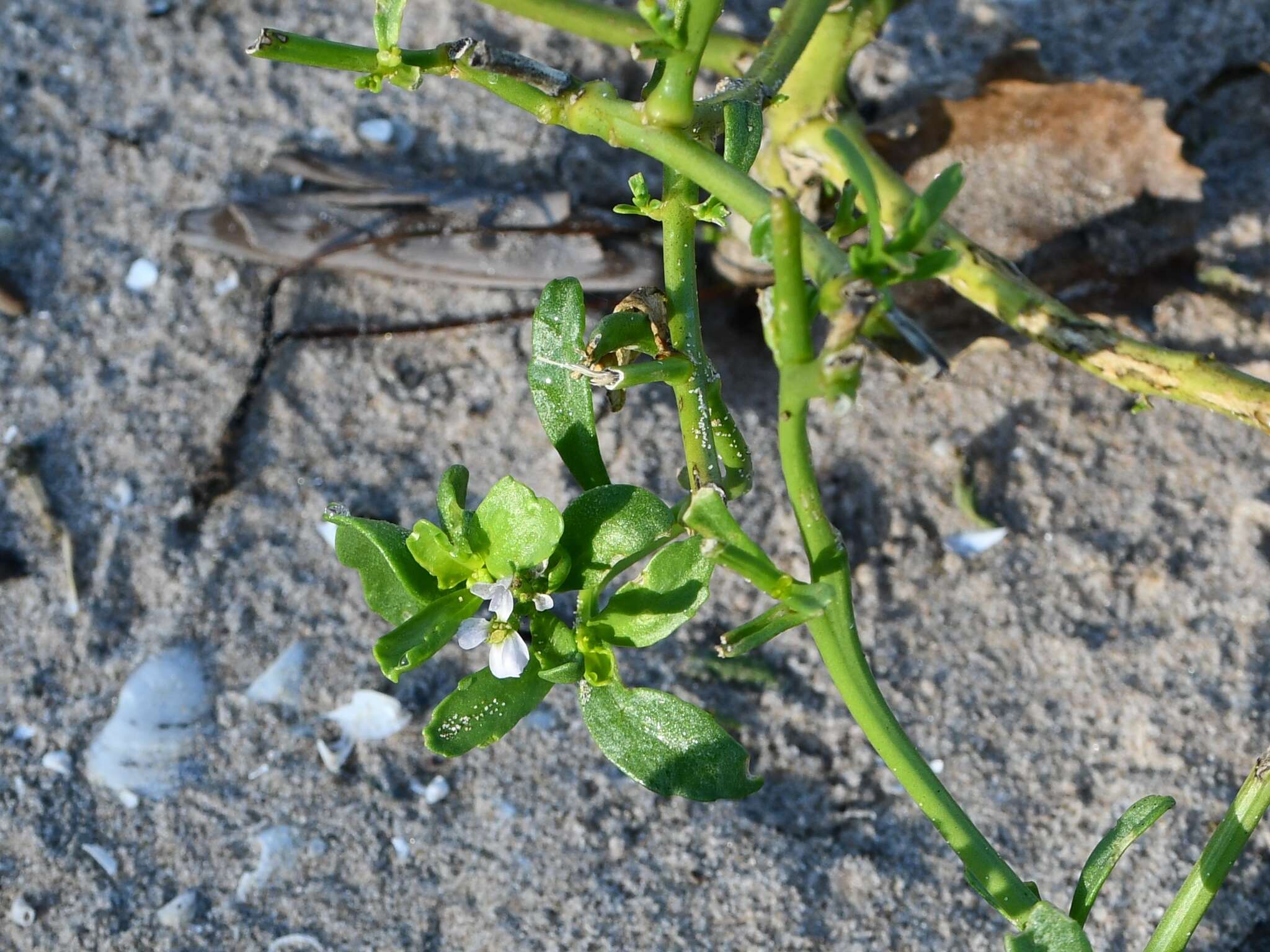 Cakile edentula var. lacustris的圖片