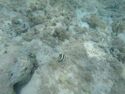 Image of Banded Butterflyfish