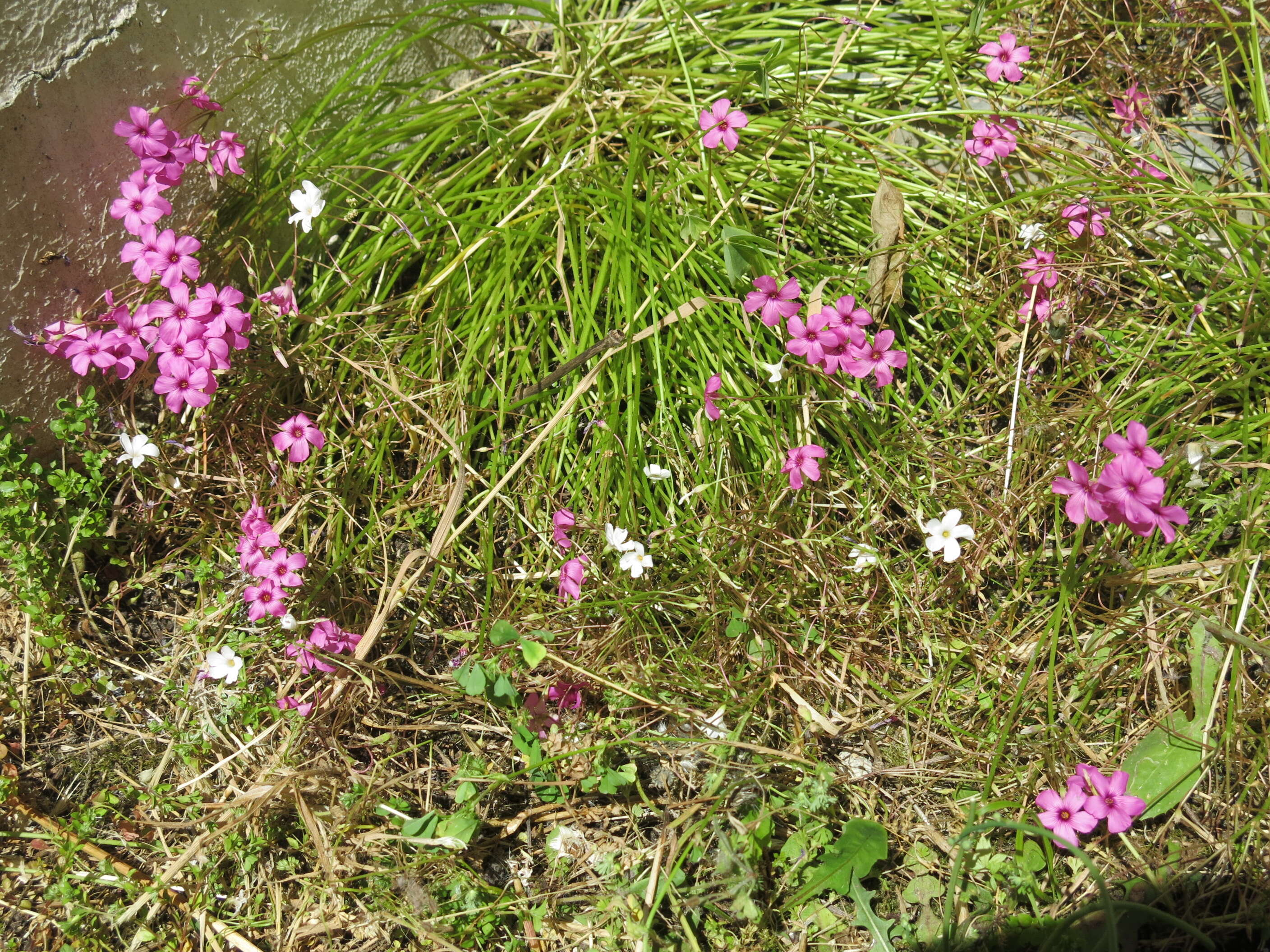 Image of Pink Sorrel