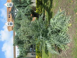 Image of cardoon