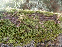 Image of leucodon moss