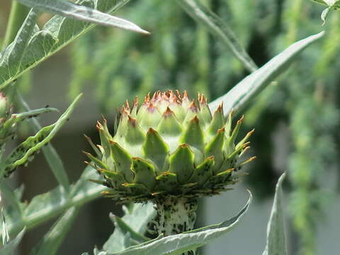 Image of cardoon