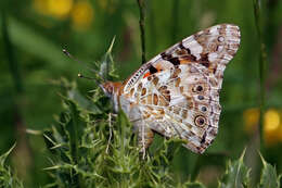 Image of Vanessa cardui