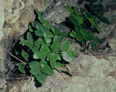 Image of Asplenium pauperequitum Brownsey & P. J. Jacks.