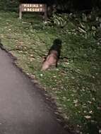 Image of Lesser Capybara