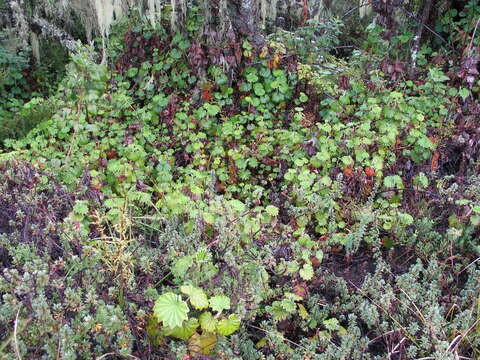 صورة Alchemilla hageniae T. C. E. Fries