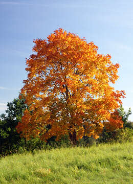 Image of Norway Maple