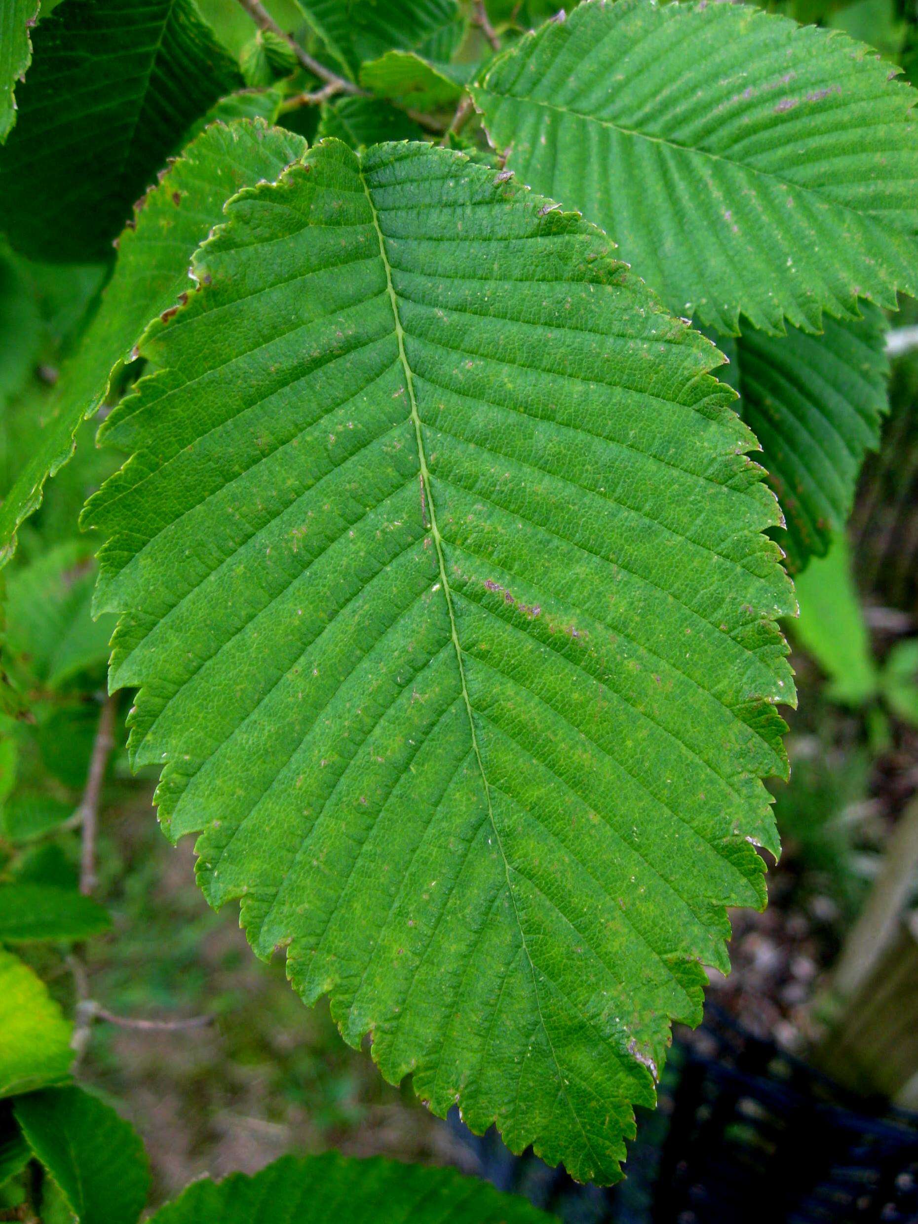 Image of cork elm