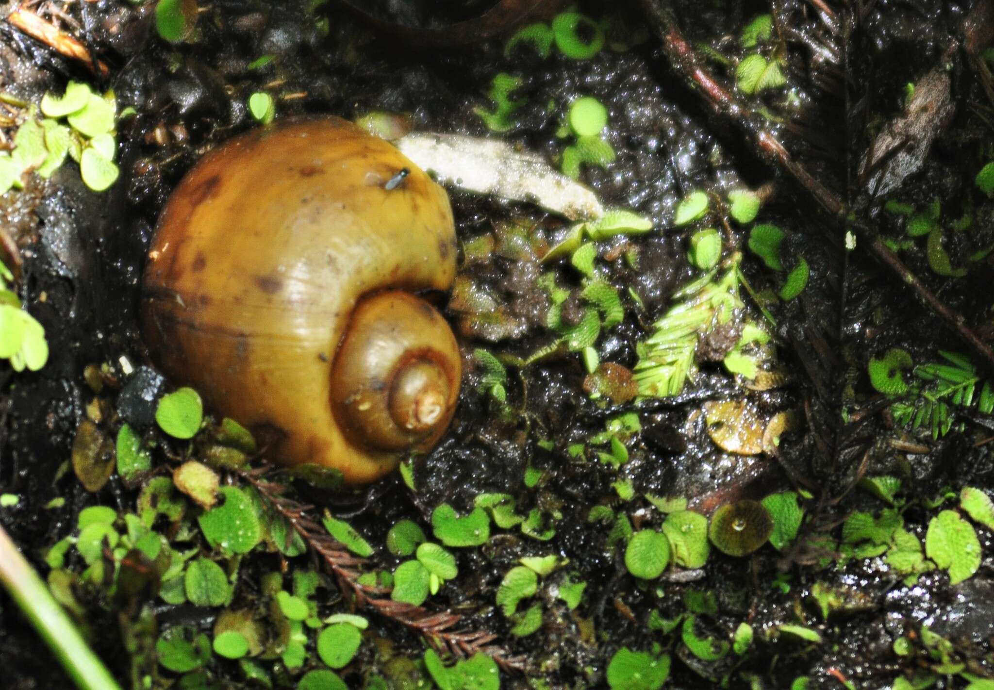 Image of Giant applesnail