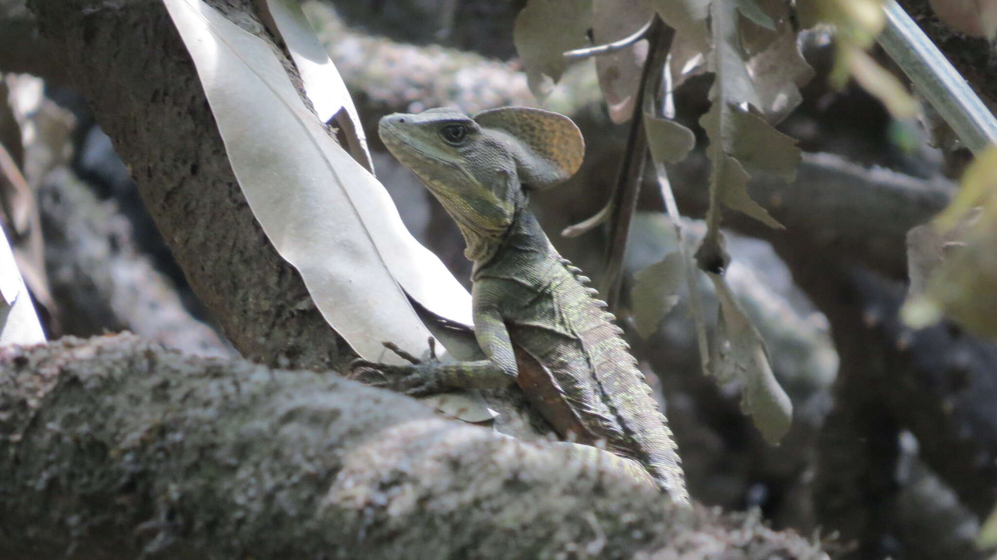 Image of Western basilisk