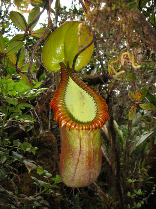 Image of Pitcher plant