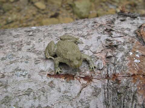 Image of Yellow–bellied Toad