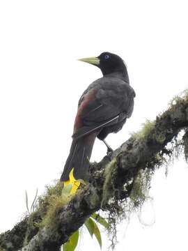 Image of Crested Oropendola