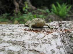 Image of Yellow–bellied Toad