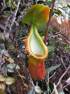 Image of Pitcher plant