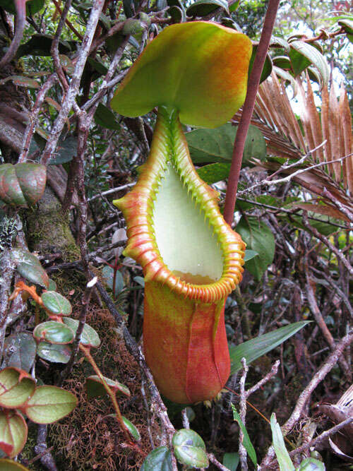 Image of Pitcher plant