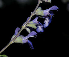 Image of Salvia pruinosa Fernald