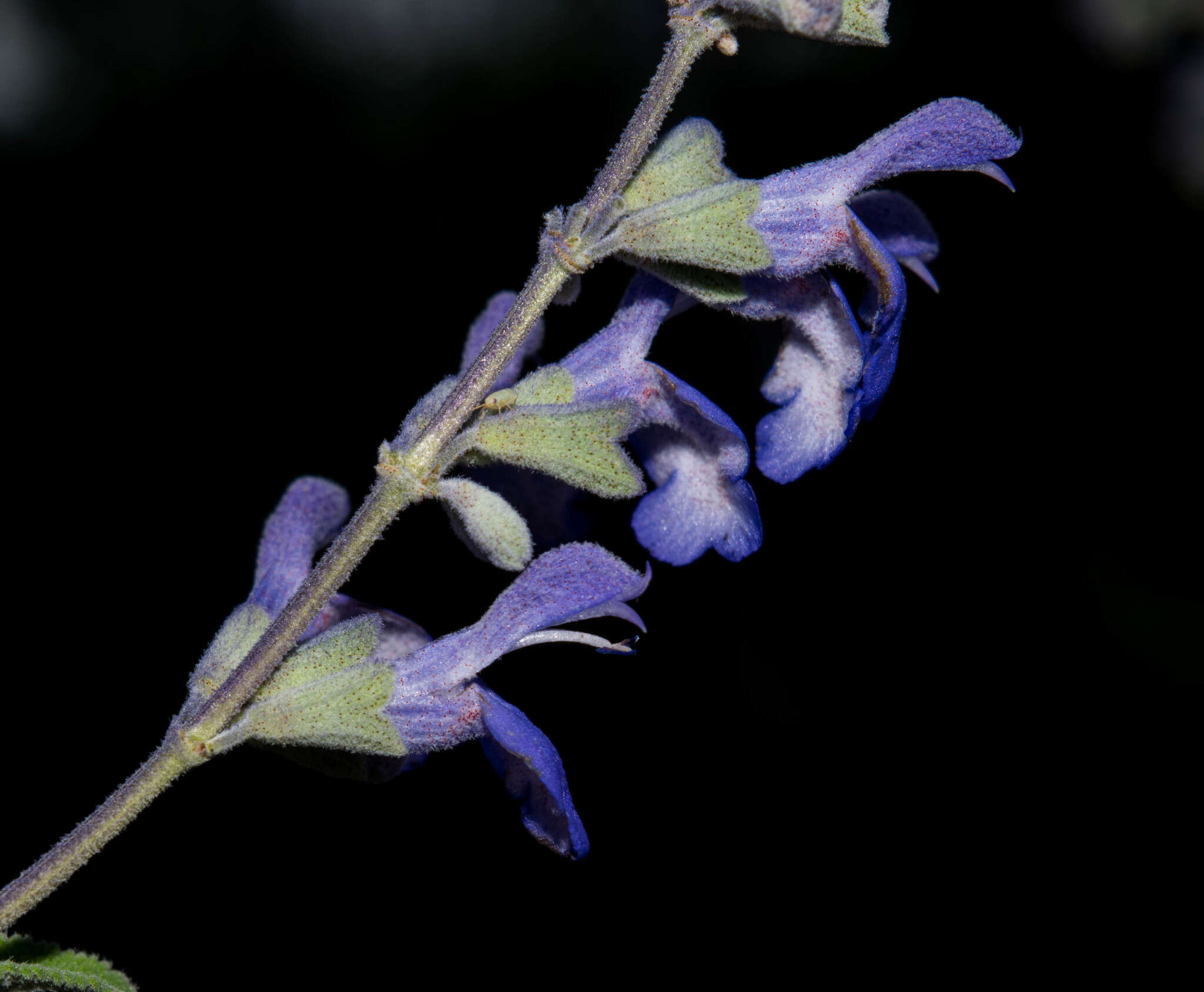 Salvia pruinosa Fernald resmi