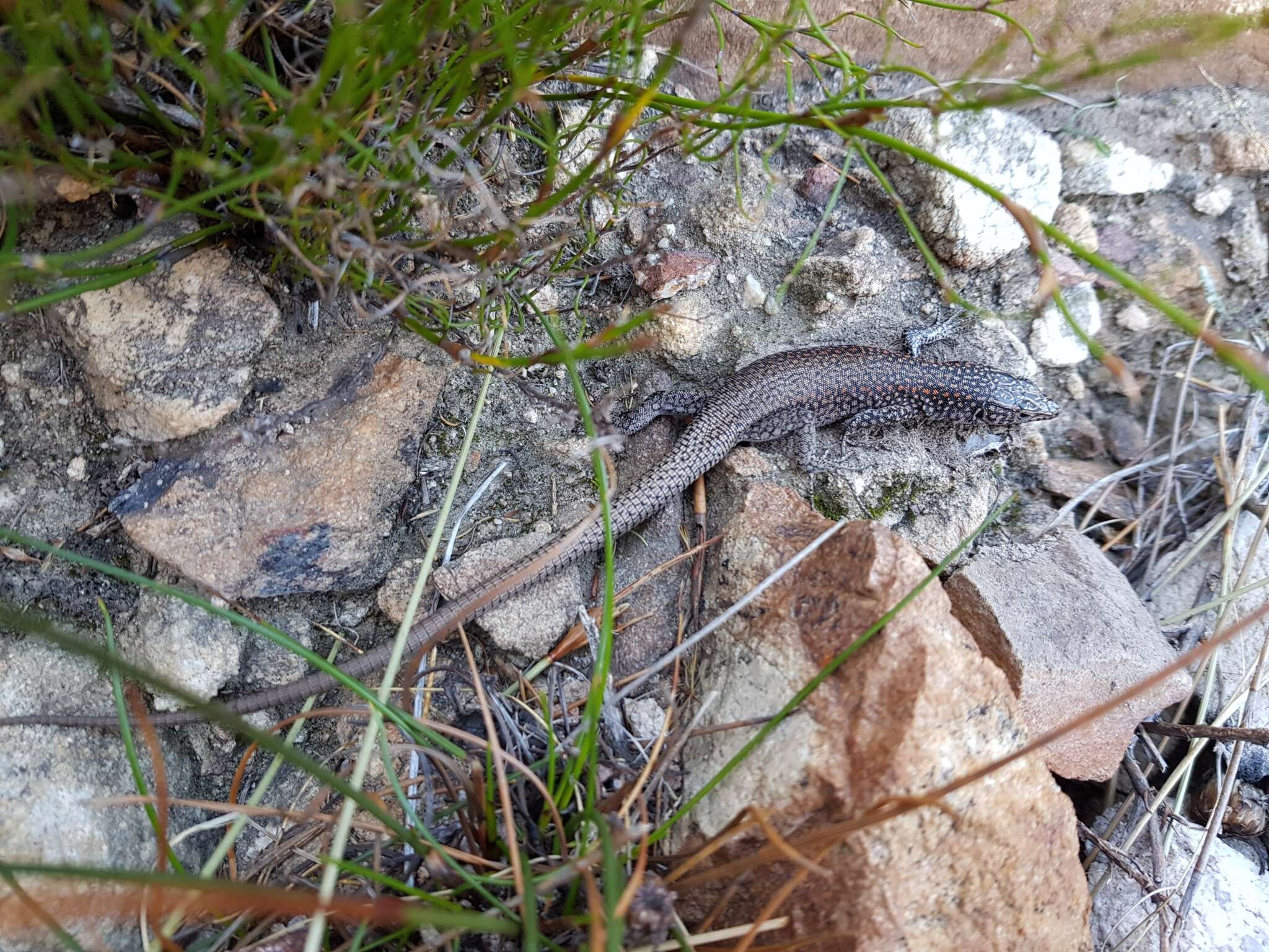 Image of Southern Rock Lizard